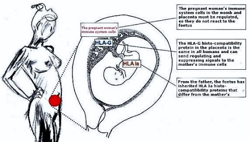 gender-of-foetus-in-pregnant-women