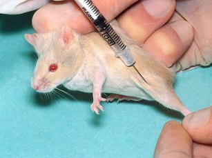 injecting-mouse