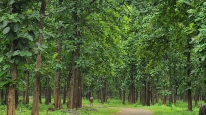 Nilambur is renowned for the oldest teak plantation in the world.